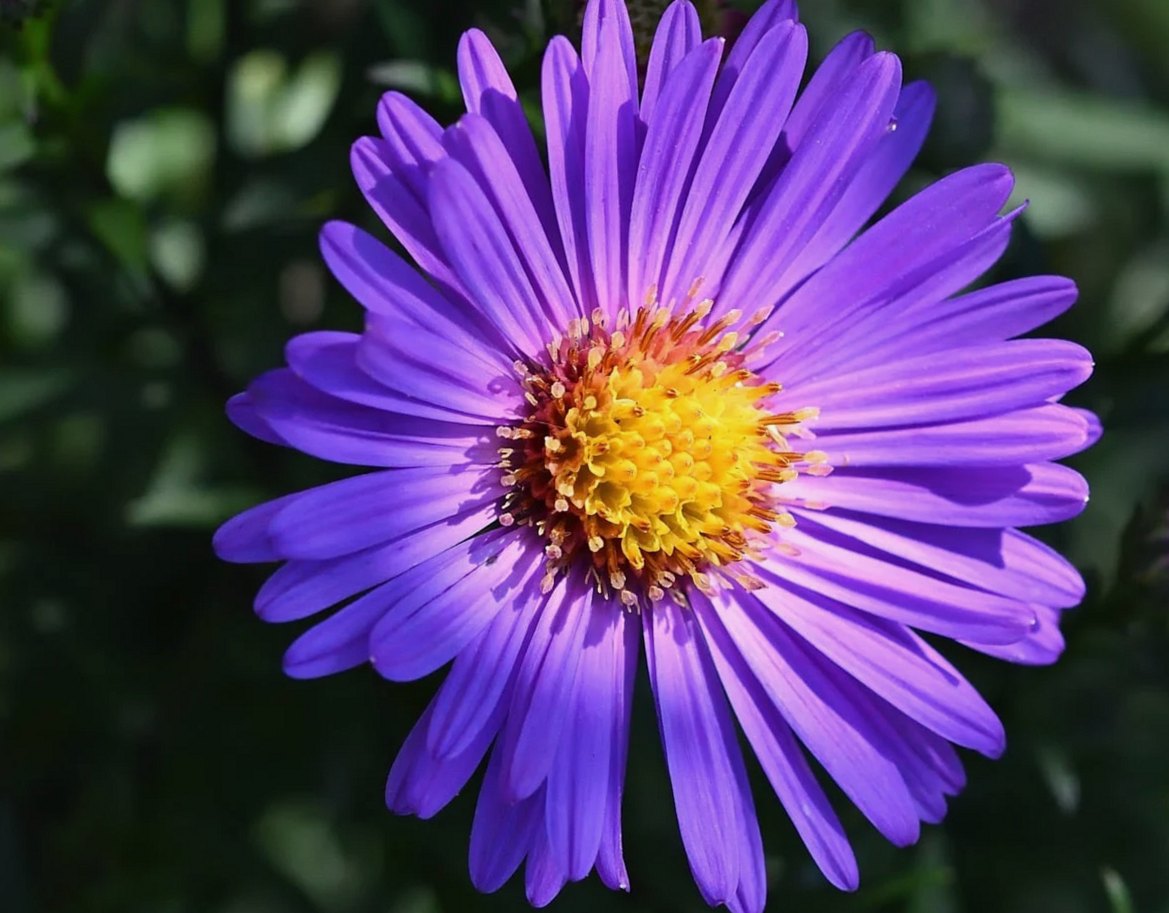 秋のアスター、庭、クローズアップ、紫の花、晩夏の開花