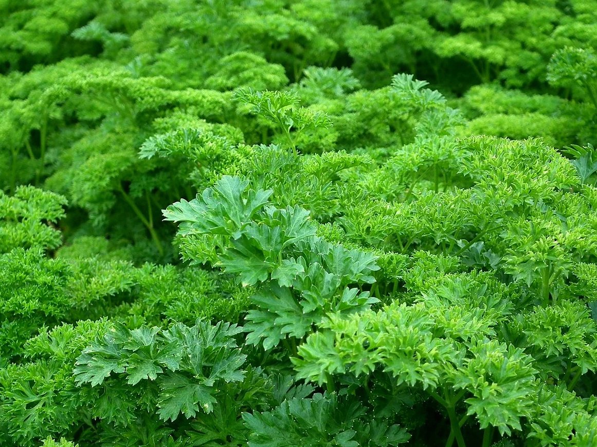 パセリの葉、緑のハーブ、緑の葉、パセリの葉、調味料、自然、野菜、食べ物、家庭菜園、収穫